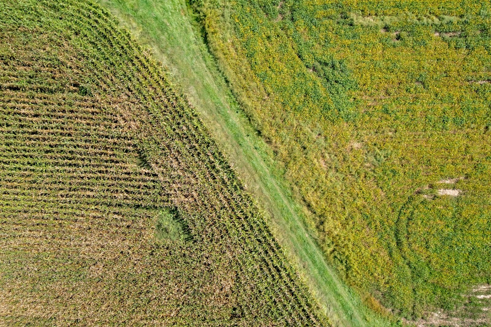Aerial view of a maize field