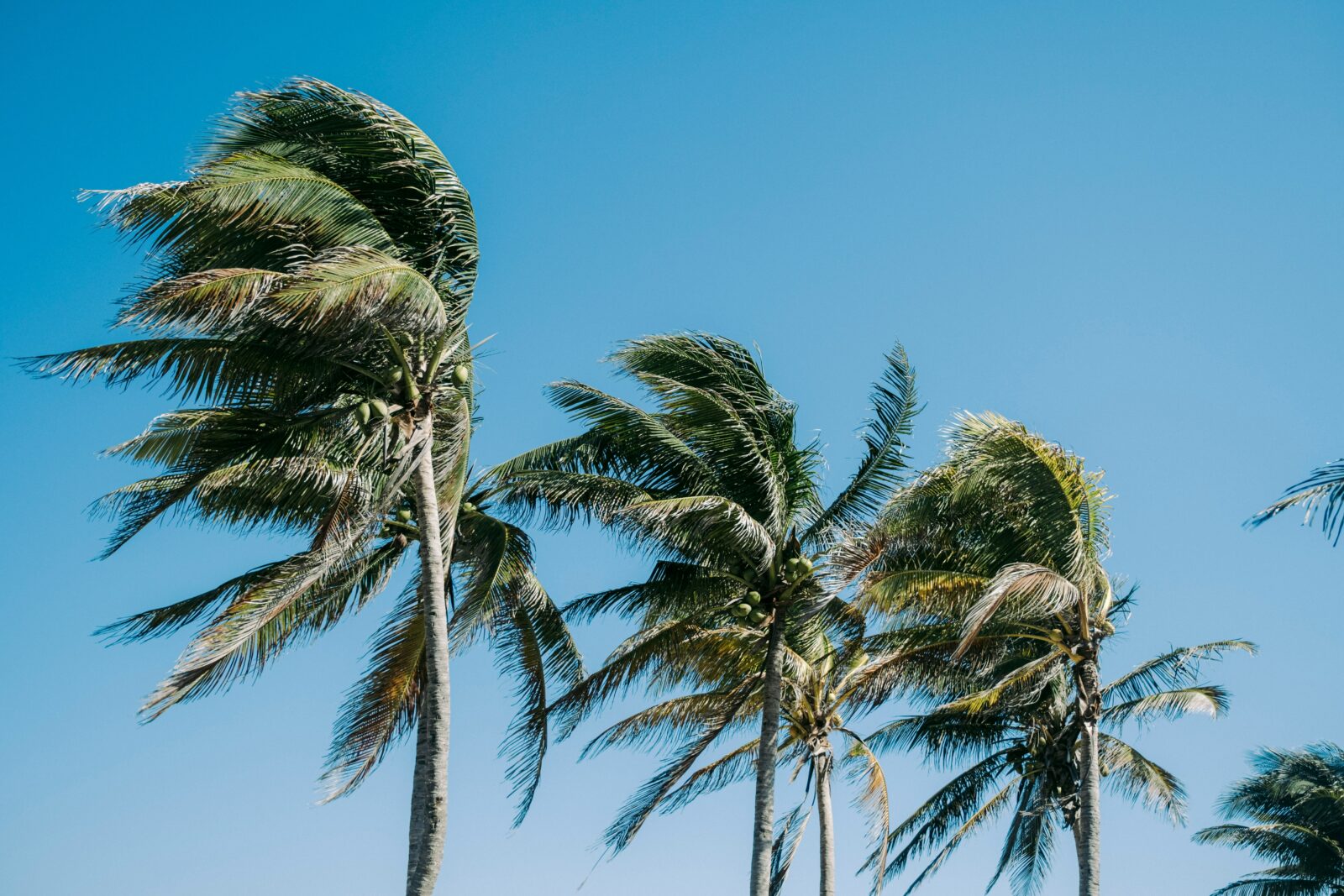 Numerous Florida schools and colleges close before the arrival of Hurricane Ian Group of palm trees bending in a strong wind